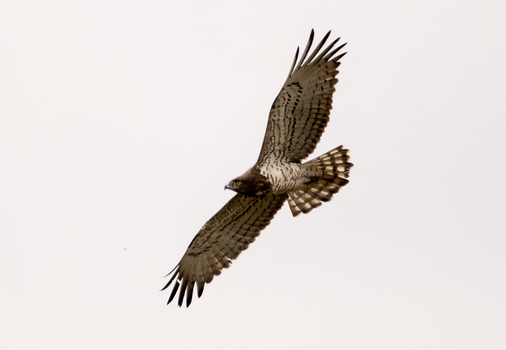 Short-toed Snake-Eagle